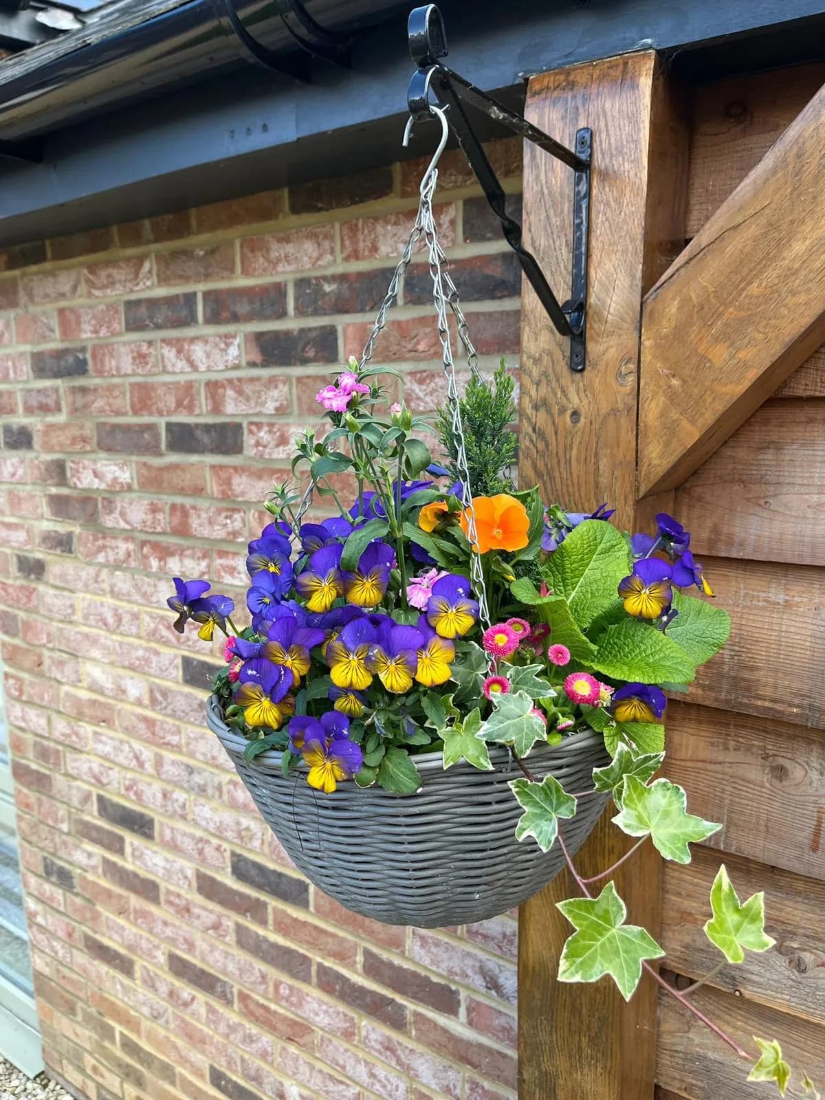 Seasonal hanging basket 2