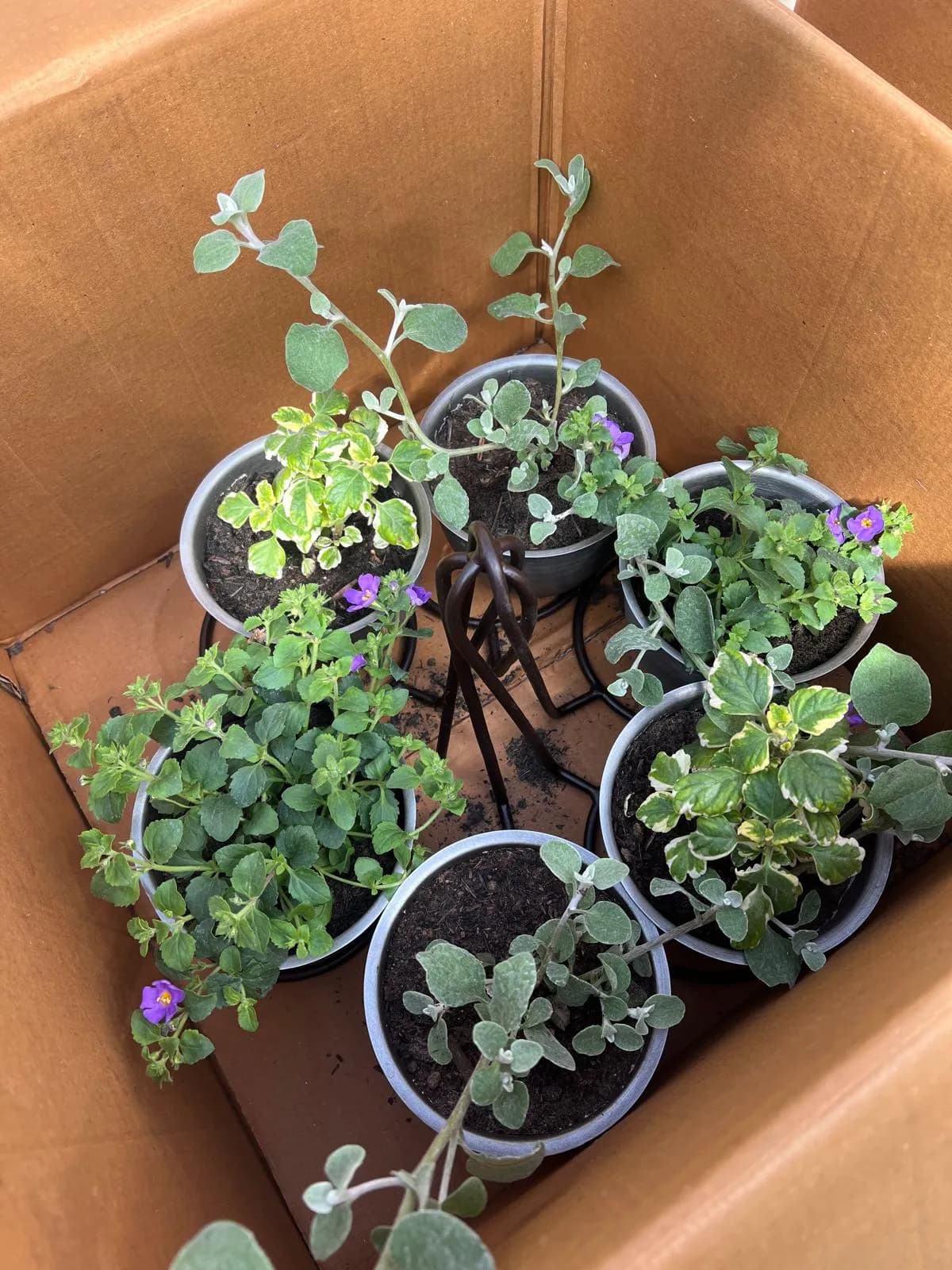 Seasonal hanging basket 4